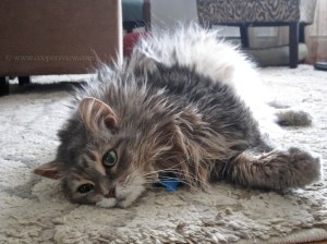 Why do they taunt me so...?