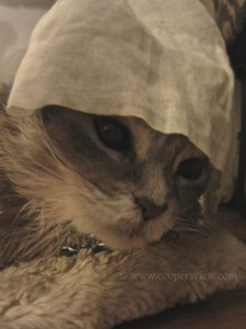 Do I have to go to work today?